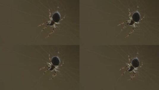 站在网上的蜘蛛高清在线视频素材下载