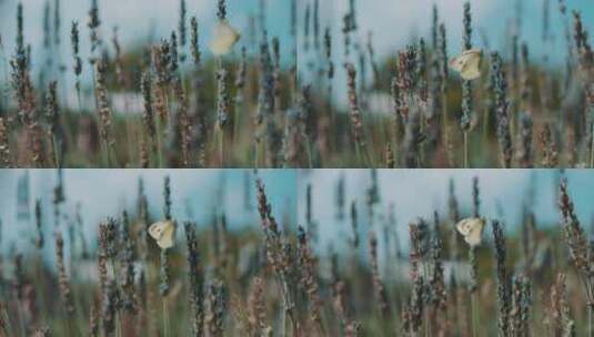 薰衣草地间的蝴蝶高清在线视频素材下载