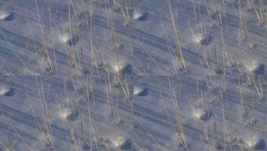 大兴安岭雪原春风中的荒草高清在线视频素材下载