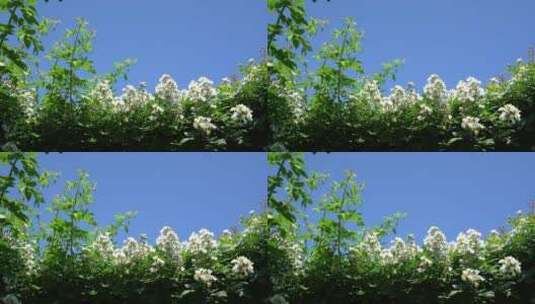 鲜花盛开蓝天天空高清在线视频素材下载