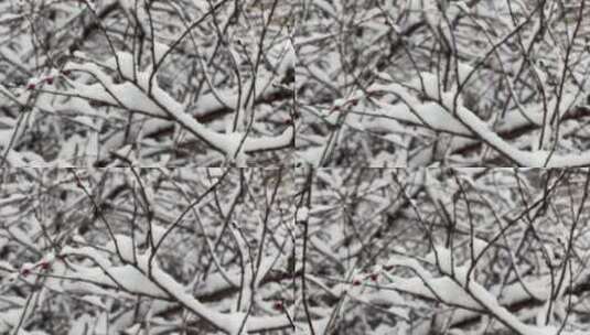 树枝上的积雪雪松落雪高清在线视频素材下载