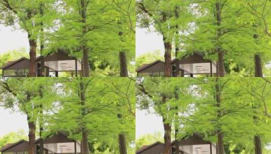 嫩绿的落羽杉树高清在线视频素材下载