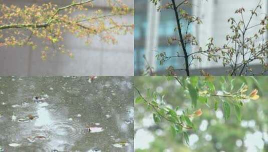 雨中树叶空镜头高清在线视频素材下载
