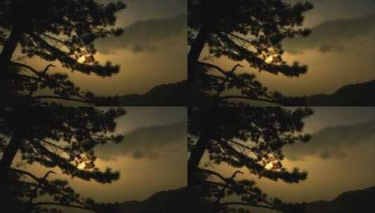 松树透过阳光高清在线视频素材下载