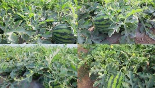 西瓜种植基地高清在线视频素材下载