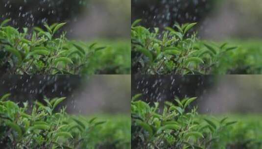 雨中茶园茶叶特写慢镜头高清在线视频素材下载