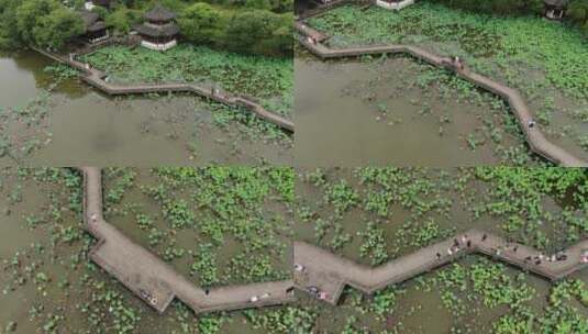 航拍杭州湘湖风景，荷花池高清在线视频素材下载