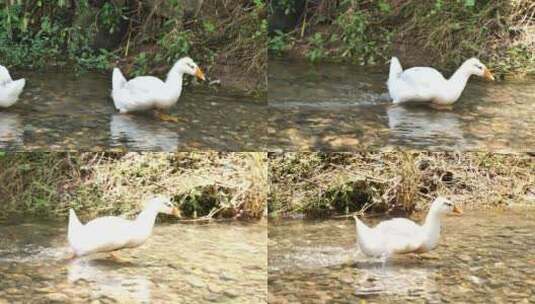 农村河里的鸭子高清在线视频素材下载