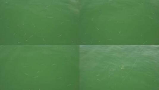 千岛湖里清澈的湖水高清在线视频素材下载