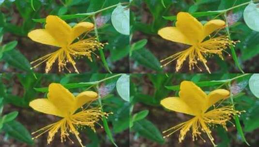 雨中小黄花高清在线视频素材下载