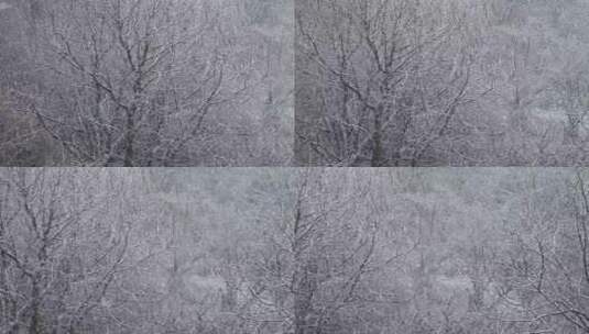 白雪覆盖着森林和田野高清在线视频素材下载
