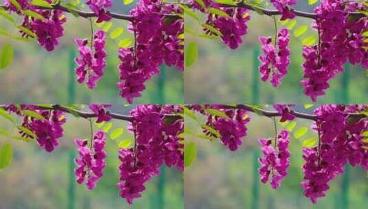 紫槐花开1高清在线视频素材下载