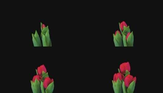 郁金香玫瑰红色花朵盛开延时特写开花高清在线视频素材下载