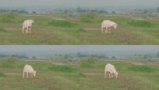 安徽省黄山市歙县徽州大草原的小羊高清在线视频素材下载