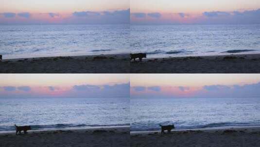 狗_清晨海滩上玩耍的狗高清在线视频素材下载
