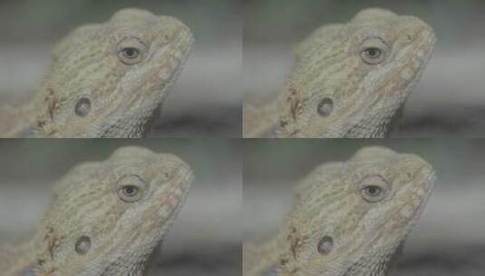 蜥蜴变色龙LOG高清在线视频素材下载