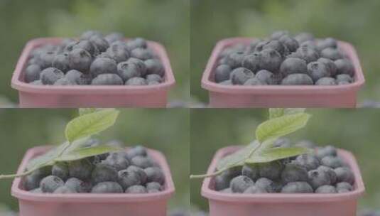 蓝莓采摘园里的蓝莓打包装盒LOG高清在线视频素材下载