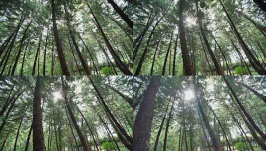 原始森林丛林松树柏树林高清在线视频素材下载