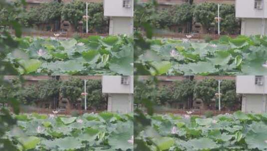HDR生态系列-广州花都西华村14高清在线视频素材下载