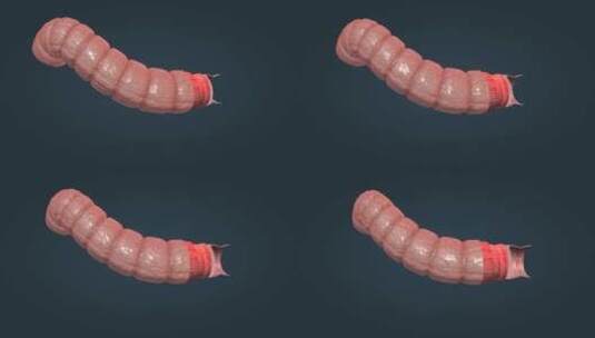 消化系统肠道结肠浆膜肠粘膜纵形环形平滑肌高清在线视频素材下载