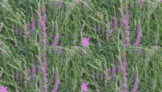 紫色小清新植物花朵高清在线视频素材下载