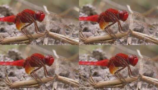 红色蜻蜓的宏观特写高清在线视频素材下载
