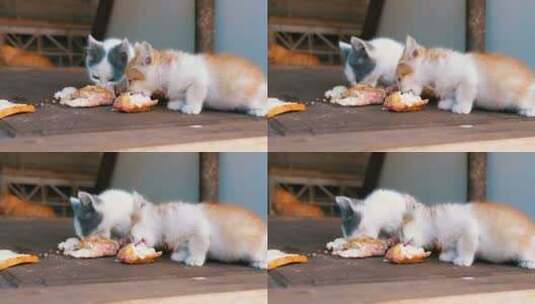 无家可归的小猫在街上吃东西高清在线视频素材下载