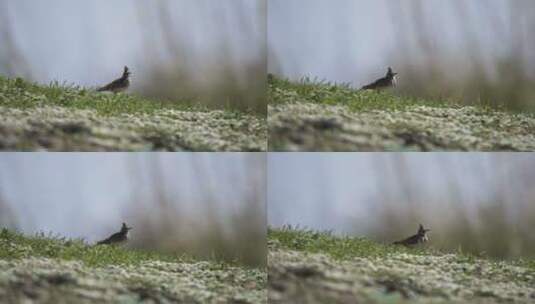 一只在草地上行走的鸟高清在线视频素材下载