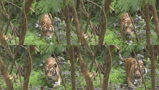 一只老虎缓缓行走在丛林中高清在线视频素材下载