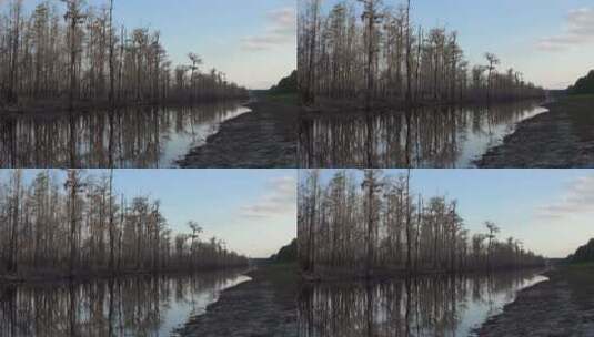 池塘旁的柏树高清在线视频素材下载