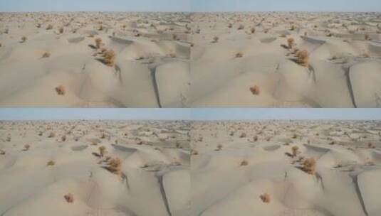 沙漠胡杨林高清在线视频素材下载