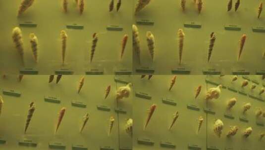 海洋生物贝壳海螺贝类标本高清在线视频素材下载