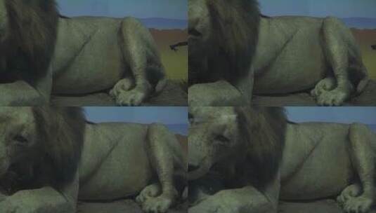 狮子捕猎进食非洲大草原标本高清在线视频素材下载