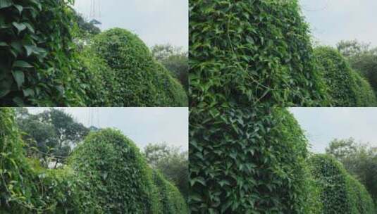 长满树叶绿叶的围墙高清在线视频素材下载