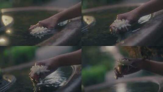 女人闻从水中拿起菊花特写镜头高清在线视频素材下载