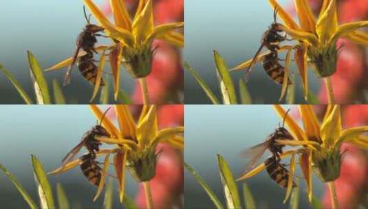 蜜蜂在黄色的花朵上采蜜高清在线视频素材下载