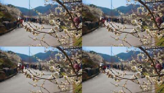 阳光下灿烂盛开的梅花高清在线视频素材下载