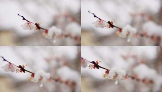 雪覆盖在腊梅花的枝头高清在线视频素材下载
