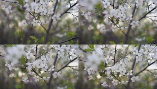 春天的白色樱花在阳光下高清在线视频素材下载