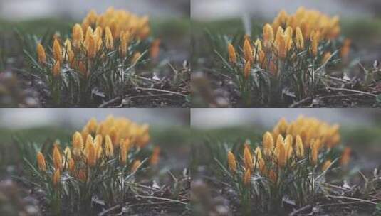 黄色的花朵被雪覆盖高清在线视频素材下载