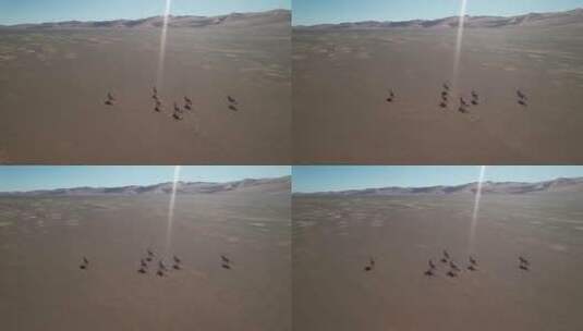 可可西里鹿群奔跑4K-01高清在线视频素材下载