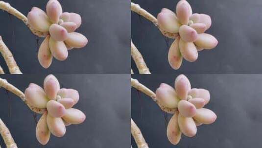 桃蛋多肉植物高清在线视频素材下载