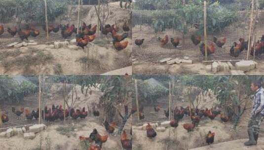 三农养鸡场场景高清在线视频素材下载