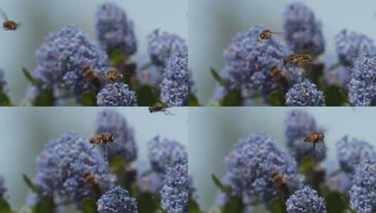 蜜蜂授粉正午采蜜微观工蜂鲜花高清在线视频素材下载