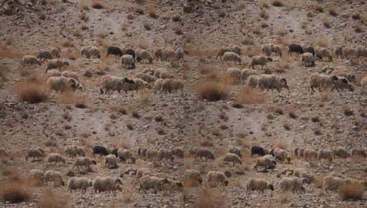 秋天荒漠中的羊群高清在线视频素材下载