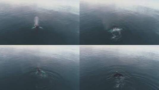 极为罕见的座头鲸全裂镜头高清在线视频素材下载