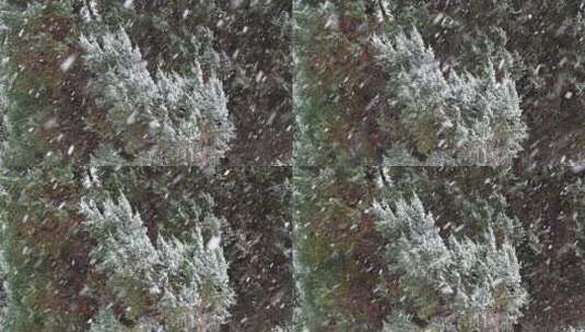 冬天初雪雪景，雪花落满了植物枝头高清在线视频素材下载