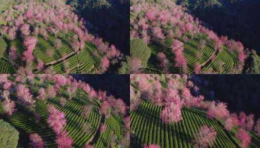 茶叶种植园中的冬樱花高清在线视频素材下载