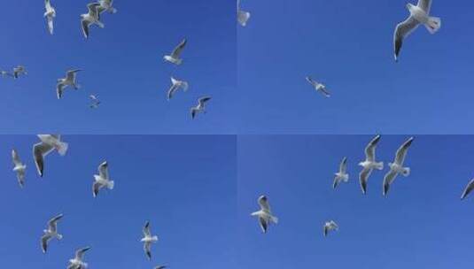蓝色的天空里海鸥自由的飞翔高清在线视频素材下载