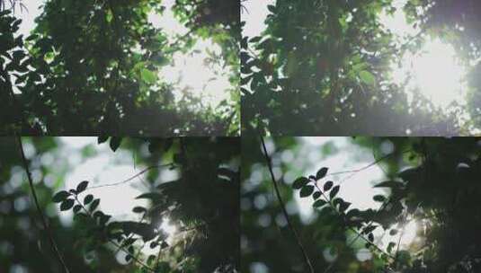 阳光透过树叶唯美高清在线视频素材下载